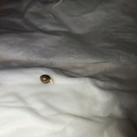 1st, 2nd & 3rd Green House Cheese growlog photo: 2 seeds with around 1 inch tap root and 1 seed with very small tap root. 
All planted on medium