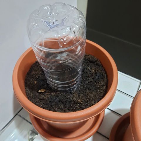 1st, 2nd & 3rd Green House Cheese growlog photo: 2 seeds with around 1 inch tap root and 1 seed with very small tap root. 
All planted on medium