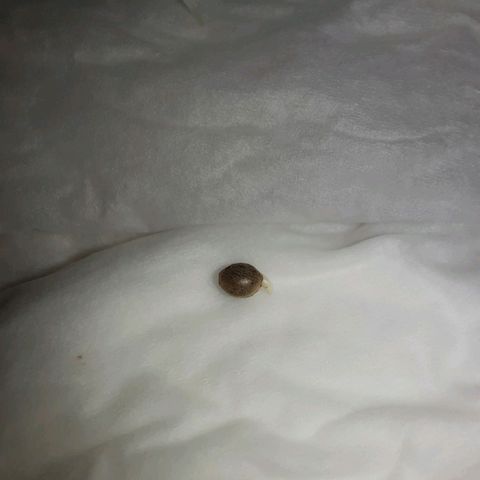 1st, 2nd & 3rd Green House Cheese growlog photo: 2 seeds with around 1 inch tap root and 1 seed with very small tap root. 
All planted on medium
