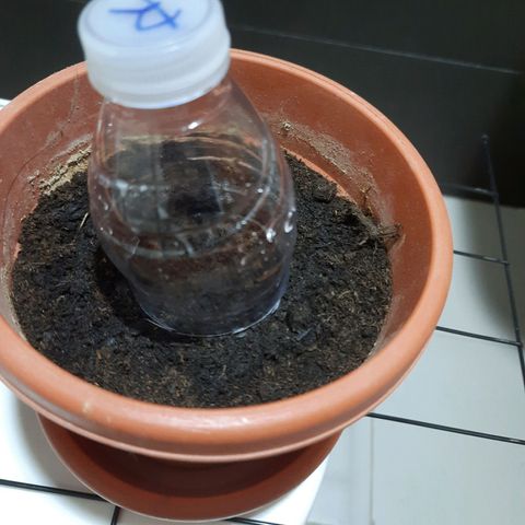 1st, 2nd & 3rd Green House Cheese growlog photo: 2 seeds with around 1 inch tap root and 1 seed with very small tap root. 
All planted on medium