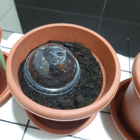 1st, 2nd & 3rd Green House Cheese growlog photo: 2 seeds with around 1 inch tap root and 1 seed with very small tap root. 
All planted on medium