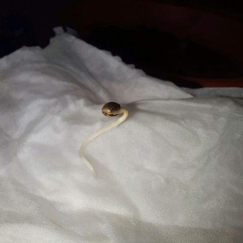1st, 2nd & 3rd Green House Cheese growlog photo: 2 seeds with around 1 inch tap root and 1 seed with very small tap root. 
All planted on medium