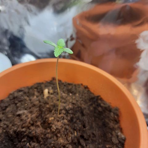 1st, 2nd & 3rd Green House Cheese growlog photo: The seedlings are now:
Seed 1 - 7cm
Seed 2 - 8cm
Seed 3 - 6cm