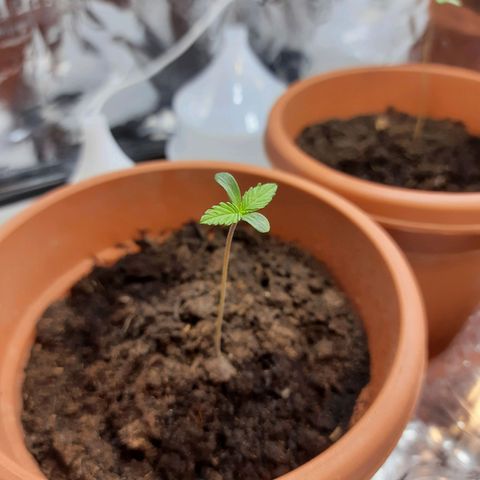 1st, 2nd & 3rd Green House Cheese growlog photo: The seedlings are now:
Seed 1 - 7cm
Seed 2 - 8cm
Seed 3 - 6cm