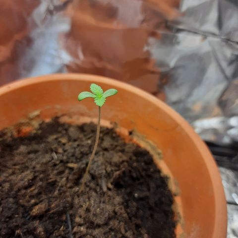 1st, 2nd & 3rd Green House Cheese growlog photo: The seedlings are now:
Seed 1 - 7cm
Seed 2 - 8cm
Seed 3 - 6cm