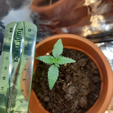 1st, 2nd & 3rd Green House Cheese growlog timeline photo