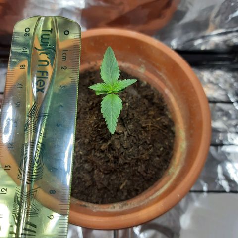 1st, 2nd & 3rd Green House Cheese growlog timeline photo