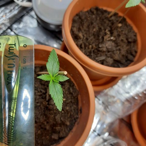 1st, 2nd & 3rd Green House Cheese growlog timeline photo
