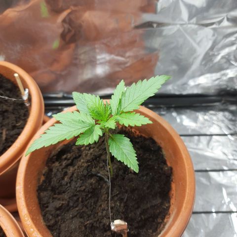 1st, 2nd & 3rd Green House Cheese growlog timeline photo