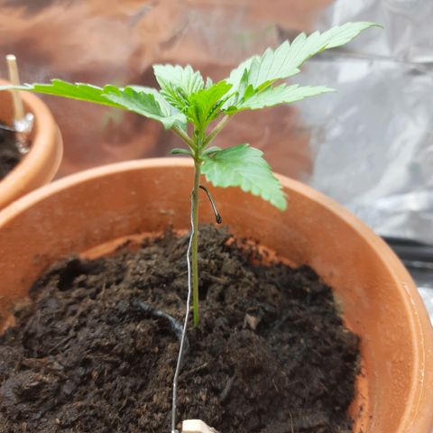 1st, 2nd & 3rd Green House Cheese growlog timeline photo