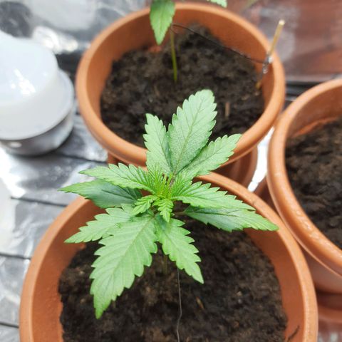 1st, 2nd & 3rd Green House Cheese growlog timeline photo