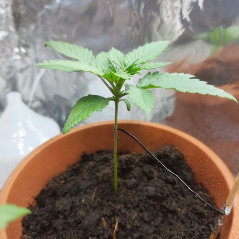 1st, 2nd & 3rd Green House Cheese growlog timeline photo