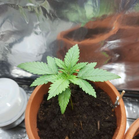 1st, 2nd & 3rd Green House Cheese growlog timeline photo