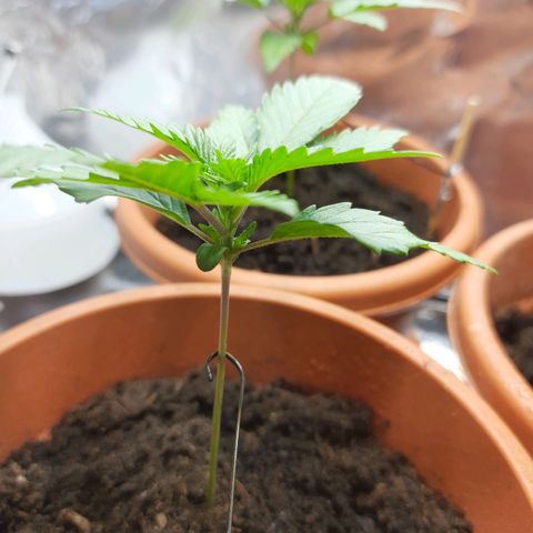 1st, 2nd & 3rd Green House Cheese growlog timeline photo