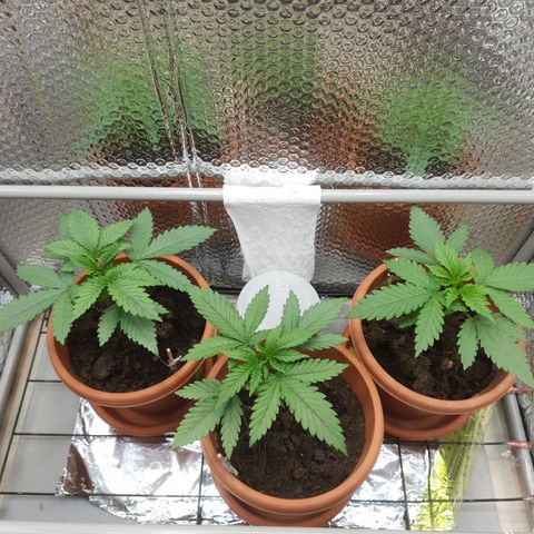 1st, 2nd & 3rd Green House Cheese growlog timeline photo