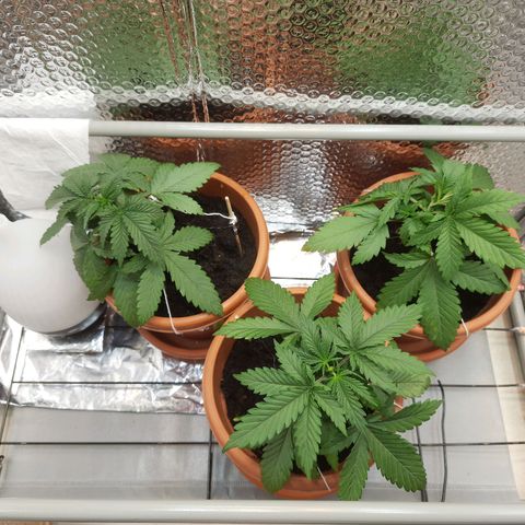 1st, 2nd & 3rd Green House Cheese growlog timeline photo