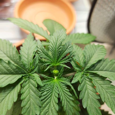 1st, 2nd & 3rd Green House Cheese growlog photo: Topped 1 plant