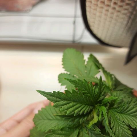 1st, 2nd & 3rd Green House Cheese growlog photo: Defeciencies