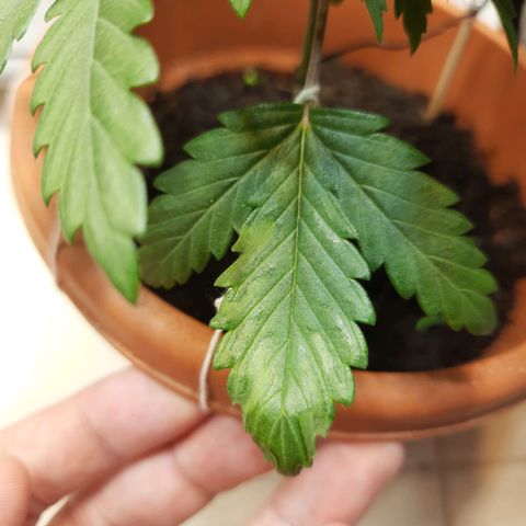1st, 2nd & 3rd Green House Cheese growlog photo: Defeciencies