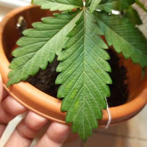 1st, 2nd & 3rd Green House Cheese growlog photo: Defeciencies
