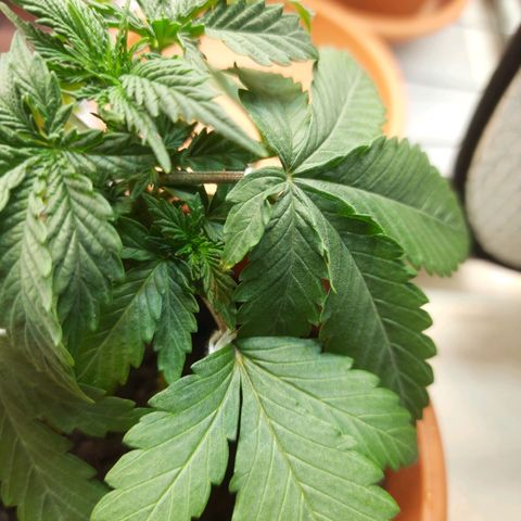 1st, 2nd & 3rd Green House Cheese growlog photo: Defeciencies