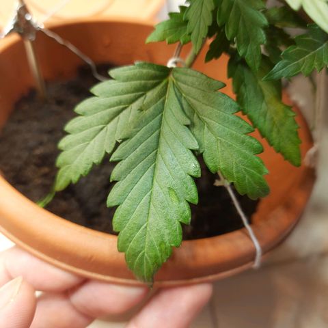 1st, 2nd & 3rd Green House Cheese growlog photo: Defeciencies