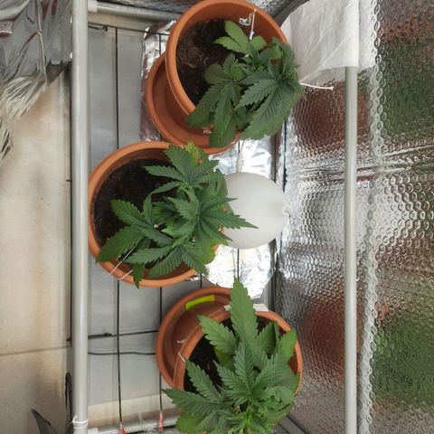1st, 2nd & 3rd Green House Cheese growlog photo: Taken at morning