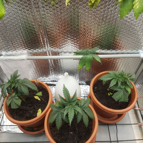 1st, 2nd & 3rd Green House Cheese growlog photo: Trimmed again