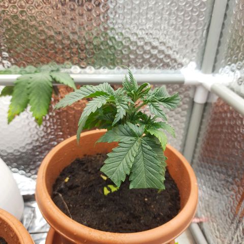 1st, 2nd & 3rd Green House Cheese growlog photo: Trimmed again