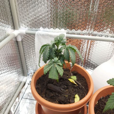 1st, 2nd & 3rd Green House Cheese growlog photo: Trimmed again