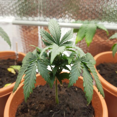 1st, 2nd & 3rd Green House Cheese growlog photo: Trimmed again