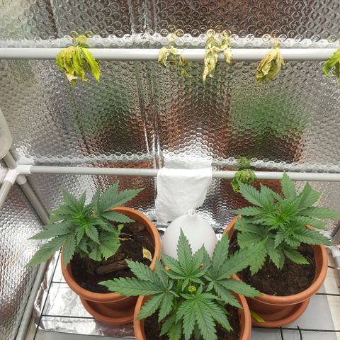 1st, 2nd & 3rd Green House Cheese growlog timeline photo