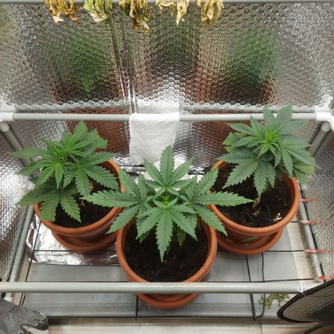 1st, 2nd & 3rd Green House Cheese growlog timeline photo
