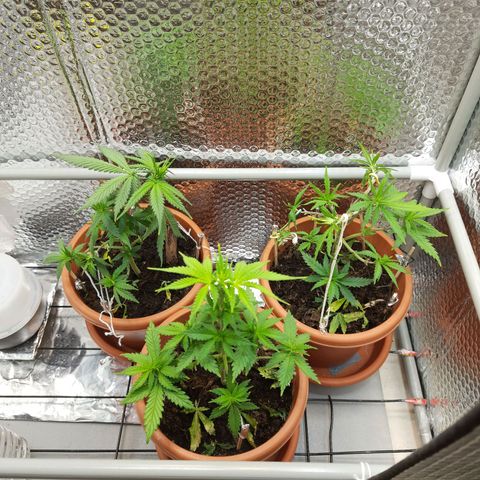 1st, 2nd & 3rd Green House Cheese growlog timeline photo