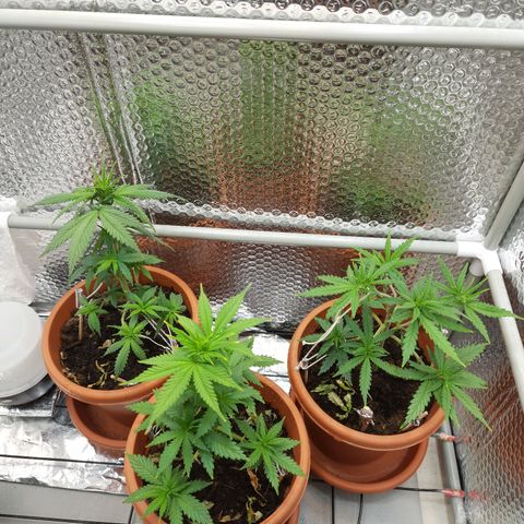 1st, 2nd & 3rd Green House Cheese growlog timeline photo