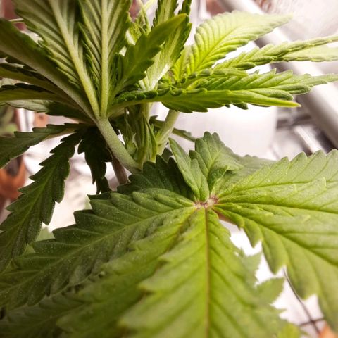 1st, 2nd & 3rd Green House Cheese growlog timeline photo