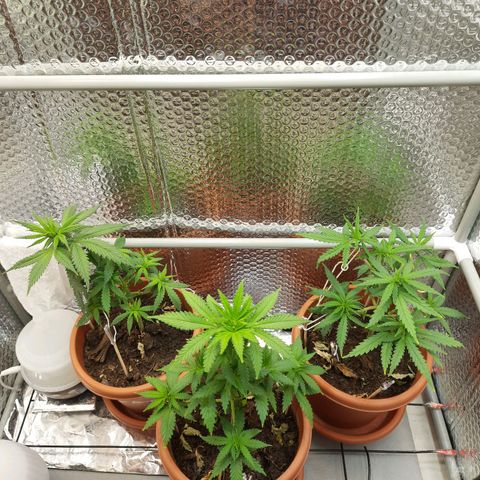 1st, 2nd & 3rd Green House Cheese growlog timeline photo