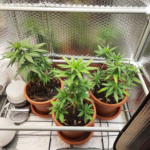 1st, 2nd & 3rd Green House Cheese growlog timeline photo