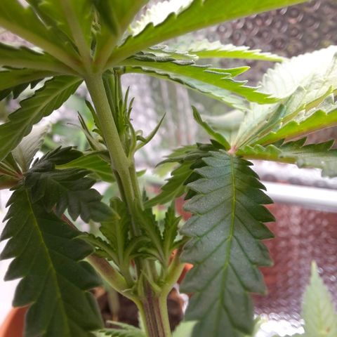 1st, 2nd & 3rd Green House Cheese growlog timeline photo