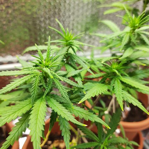 1st, 2nd & 3rd Green House Cheese growlog timeline photo