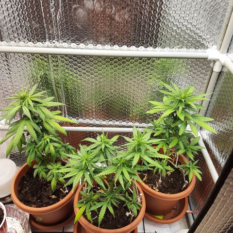 1st, 2nd & 3rd Green House Cheese growlog timeline photo