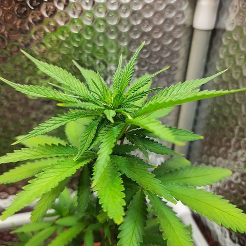 1st, 2nd & 3rd Green House Cheese growlog timeline photo