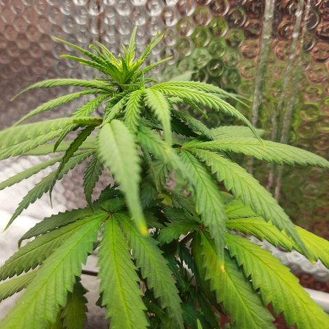 1st, 2nd & 3rd Green House Cheese growlog timeline photo