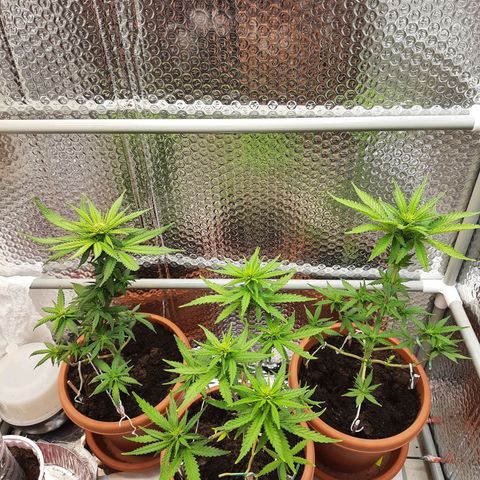 1st, 2nd & 3rd Green House Cheese growlog timeline photo