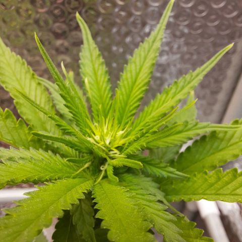 1st, 2nd & 3rd Green House Cheese growlog timeline photo
