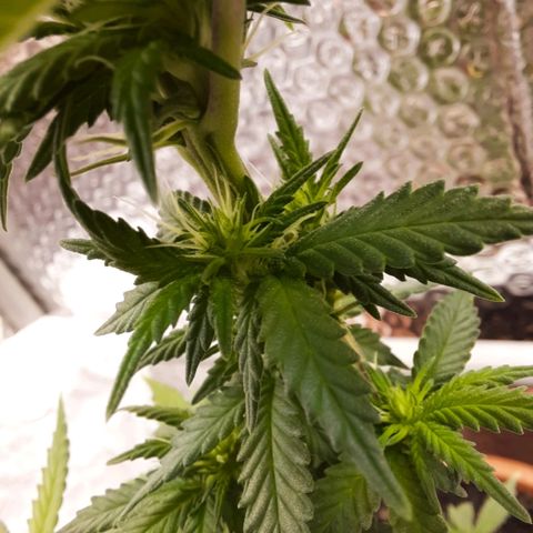 1st, 2nd & 3rd Green House Cheese growlog timeline photo