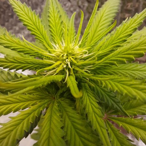 1st, 2nd & 3rd Green House Cheese growlog timeline photo