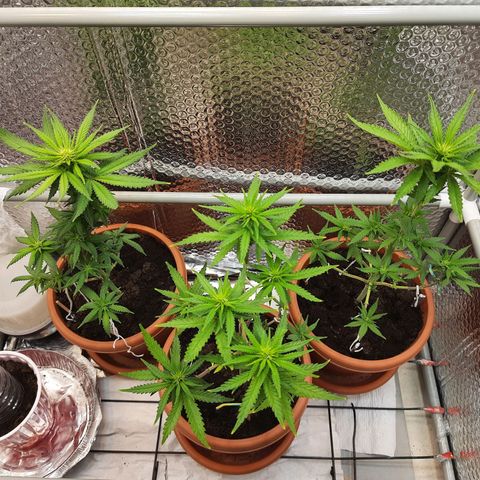 1st, 2nd & 3rd Green House Cheese growlog timeline photo