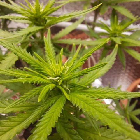 1st, 2nd & 3rd Green House Cheese growlog timeline photo