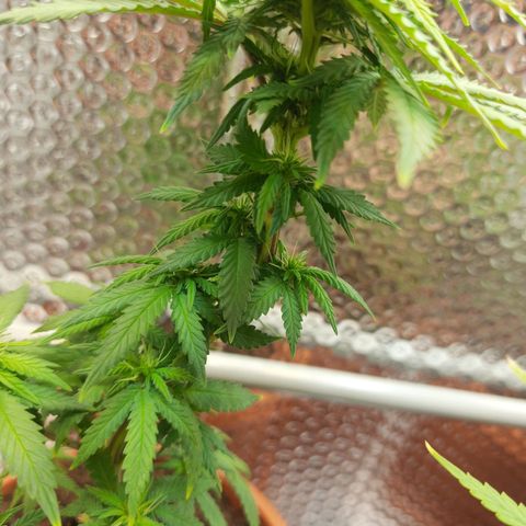 1st, 2nd & 3rd Green House Cheese growlog timeline photo